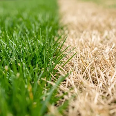 dead and live grass