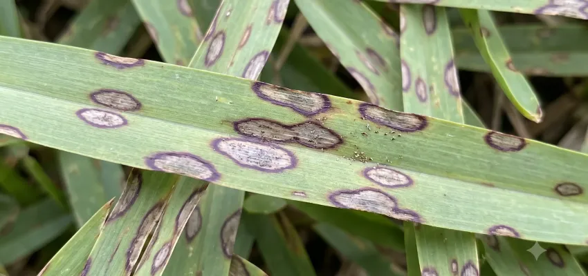 St. Augustine Grass closeup with gray leaf spot