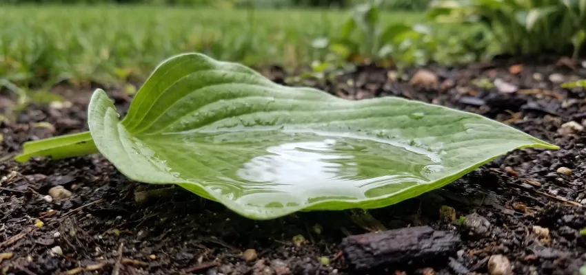 standing water on a leaf