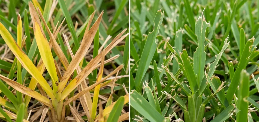 grass comparison