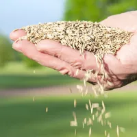 hand holding grass seed