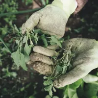 gardener holding weeds