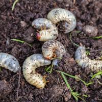 grub
