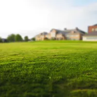 picture of grass
