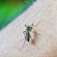 mosquito on skin