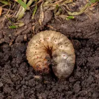 Grub in dirt