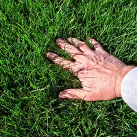 soft green healthy grass