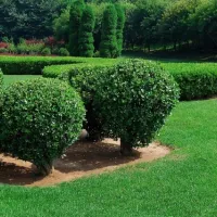 tree and shrub