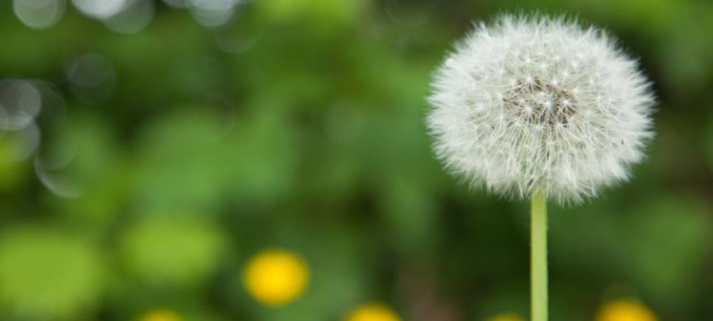 dandelion 