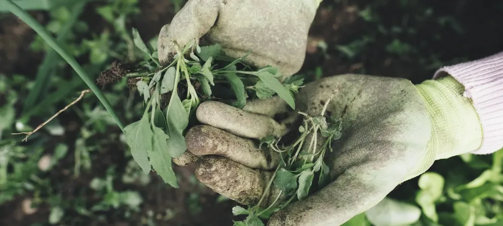 gardener holding weeds