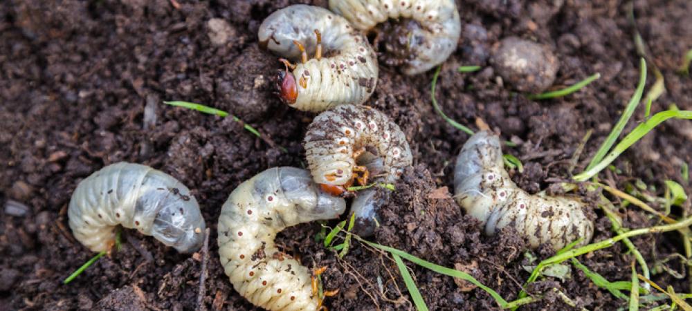 grub