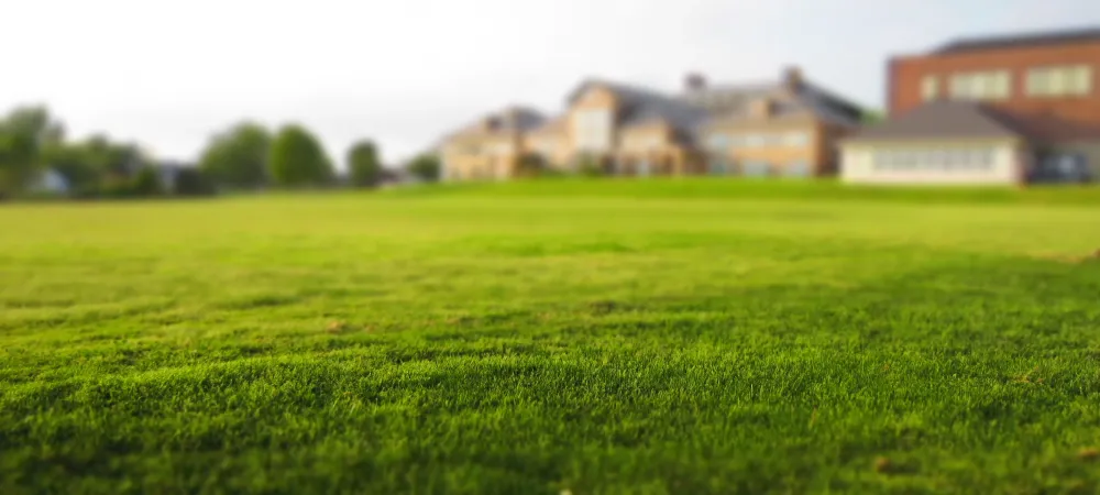 picture of grass