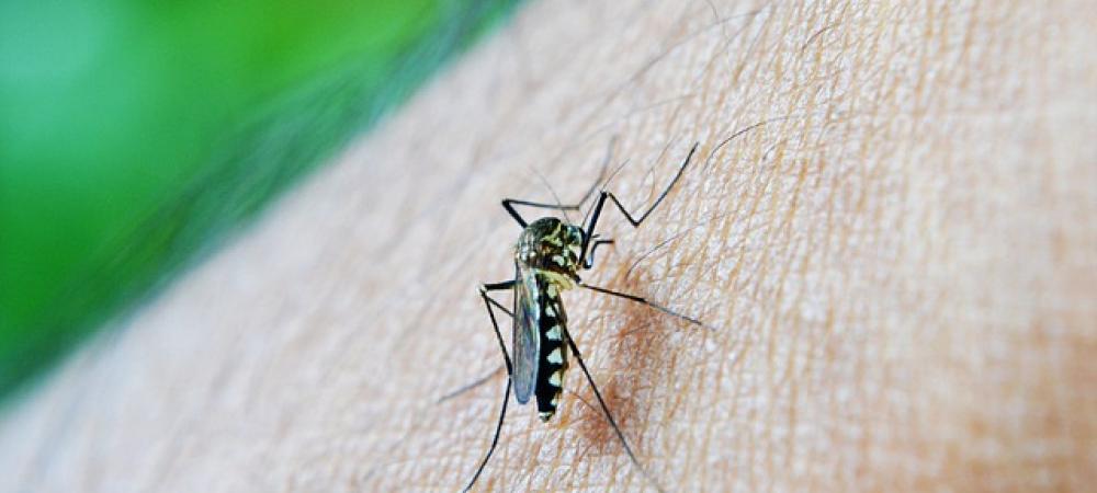 mosquito on skin