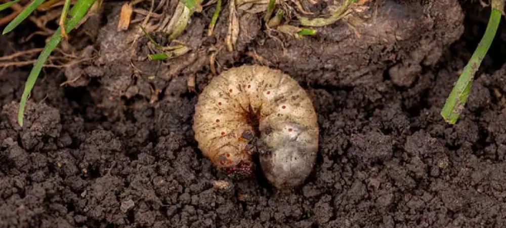 Grub in dirt