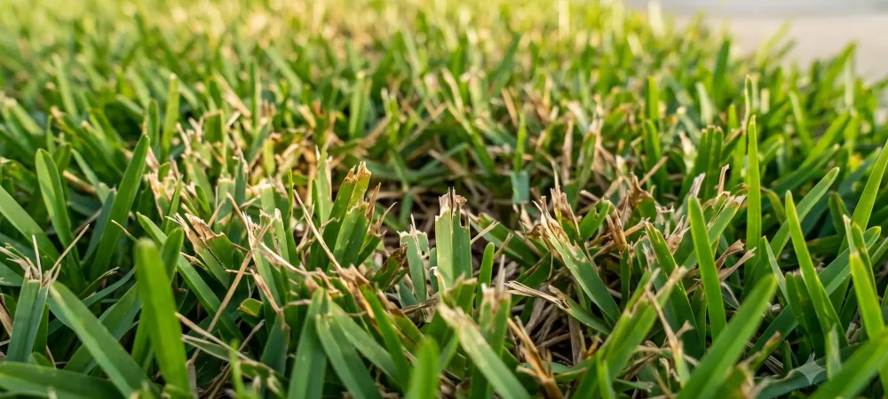 grass with issues