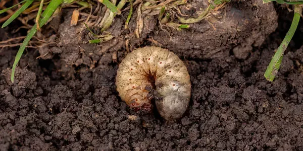 Grub in dirt