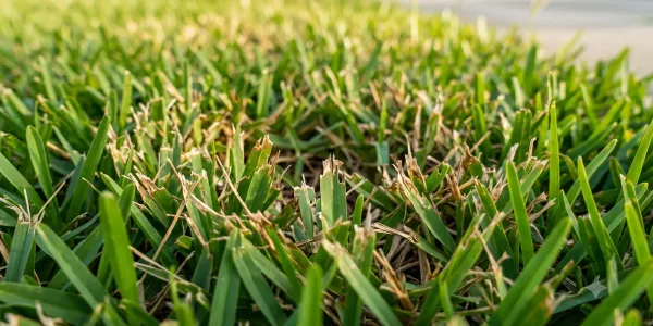 grass with issues